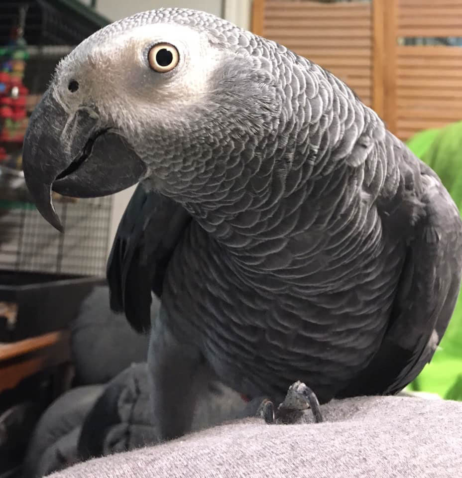 Louie
