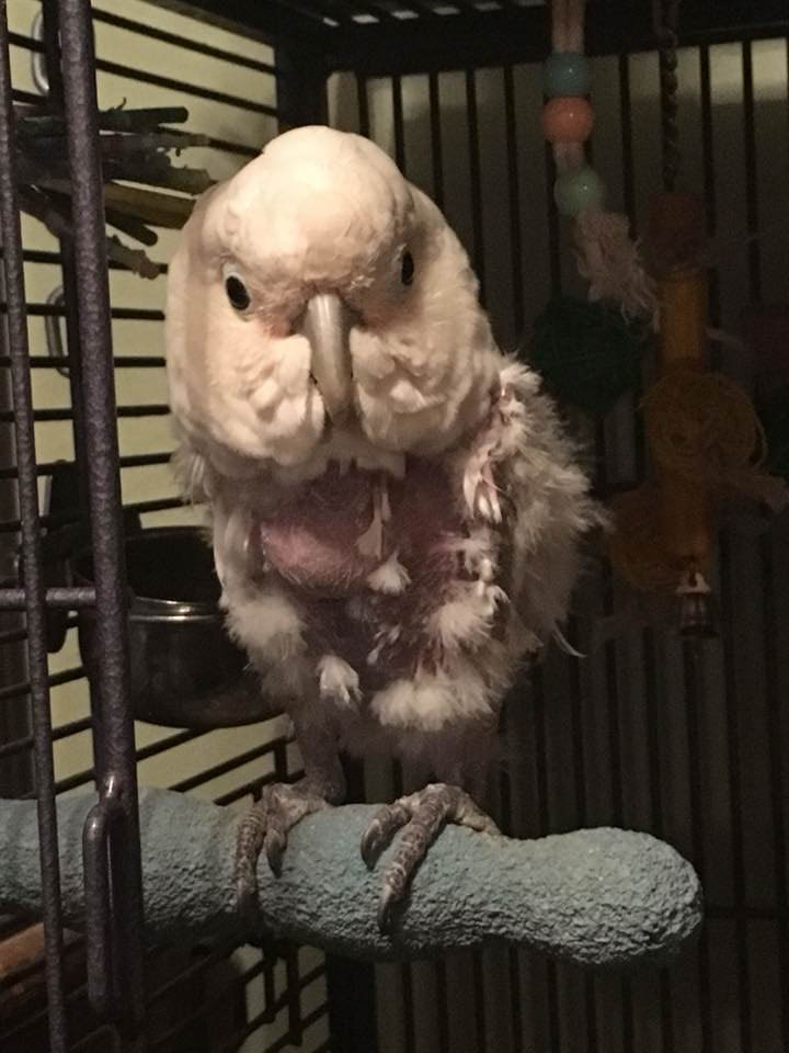 Chloe on a high perch