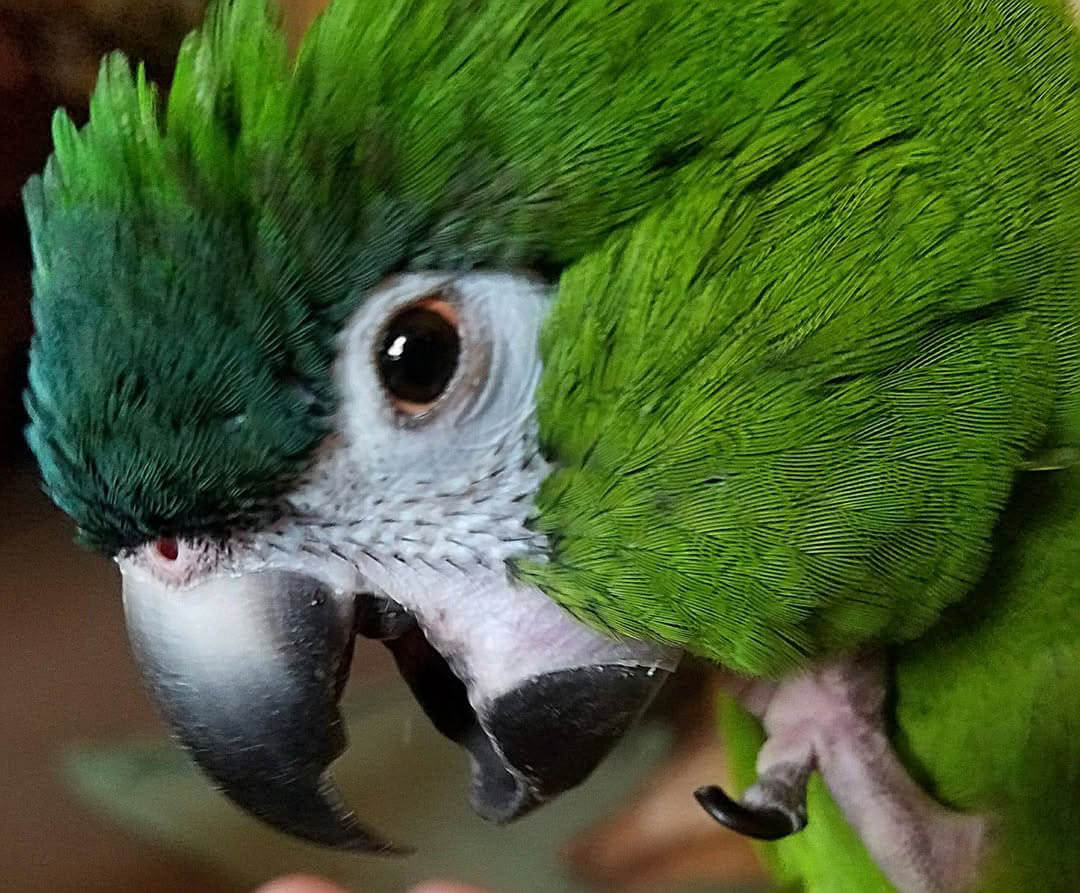 Rufus, 2017 contest entry