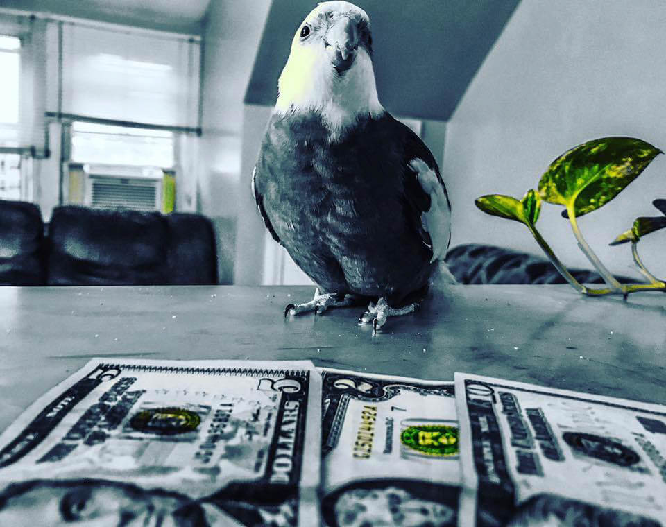 Money Mac, 2017 contest entry