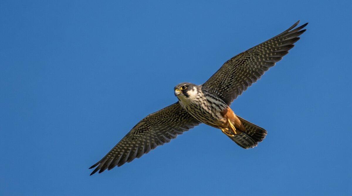 Illustration of a Eurasian Hobby in flight
