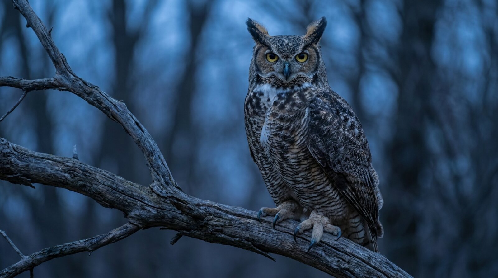 Great Horned Owl, illustrating the September 7, 2019 capture