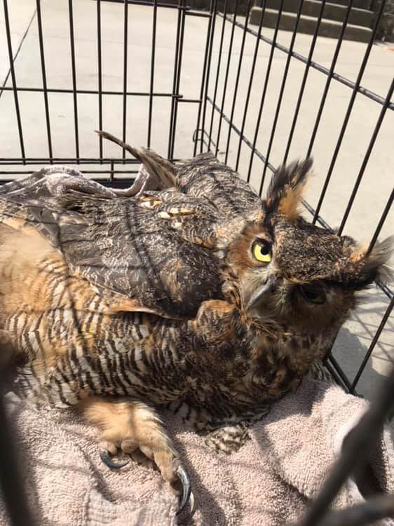 Great Horned Owl bound for Broadbent Wildlife Sanctuary