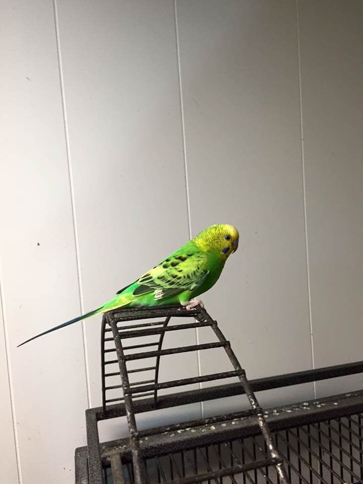 Petey