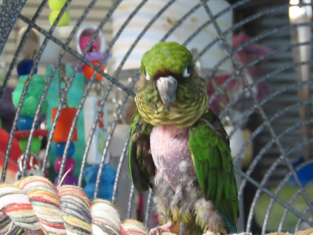 Jojo, September 7, 2016, chest feathers growing back in