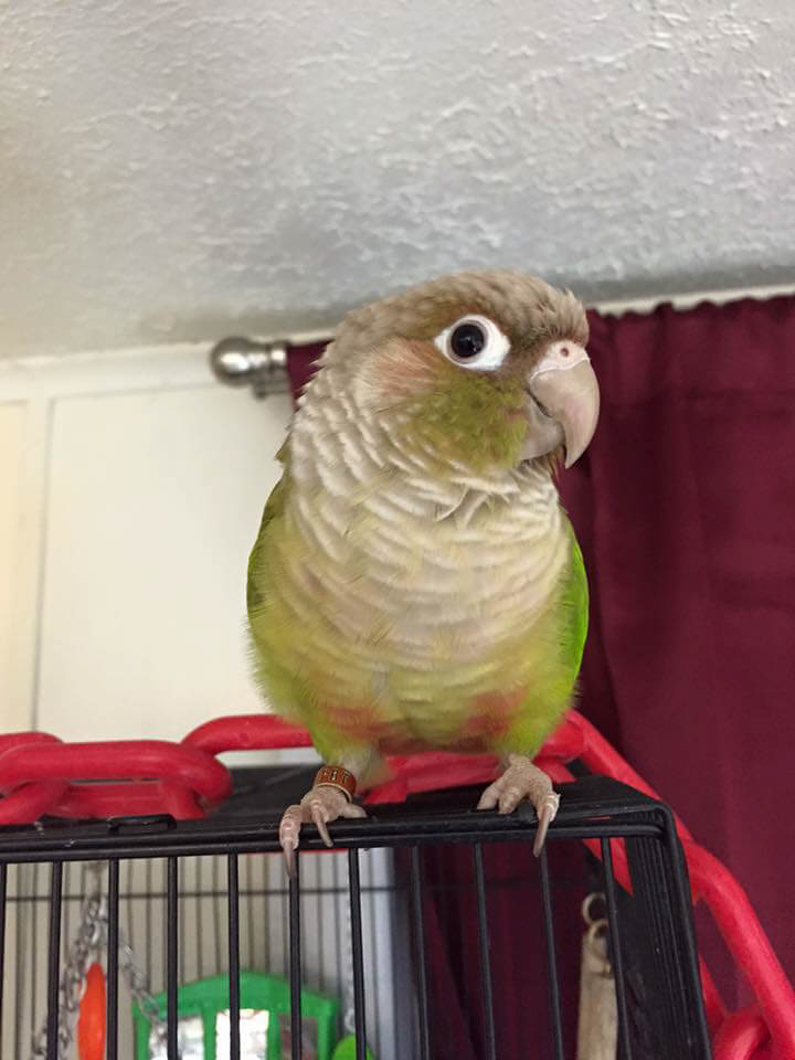 Nyla