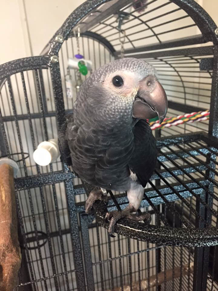 Stormy Grey