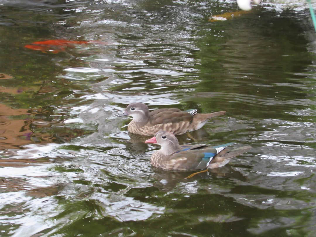 Sanctuary pond, standing in for the Broadbent handoff