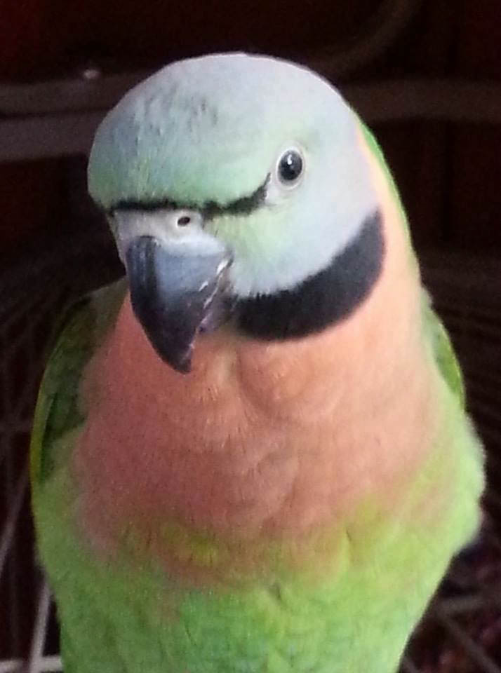 Princess Penelope, 2017 contest entry