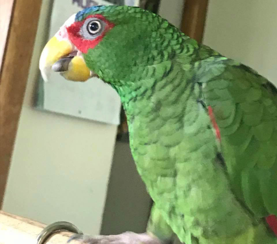 Adrian Beaky, 2017 contest entry