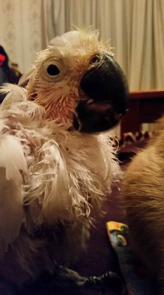 Deedeeburd, 2017 contest entry