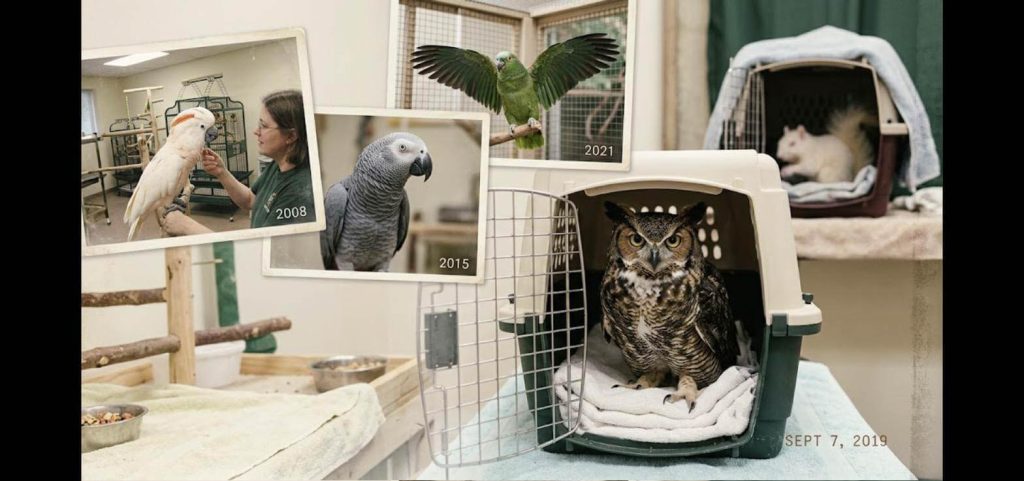 A Glimpse Into Our Sanctuary's Journey