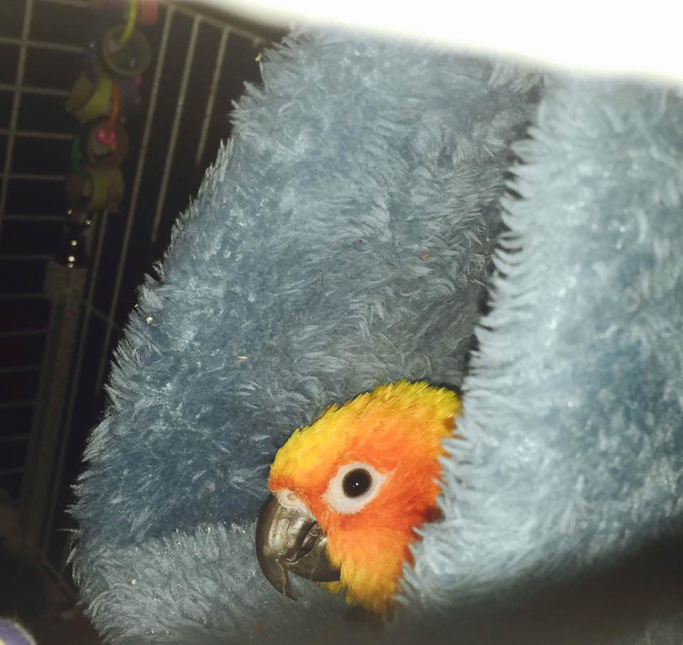 Sun conure wrapped in a blanket, a moment preserved with Margaret and Bethany