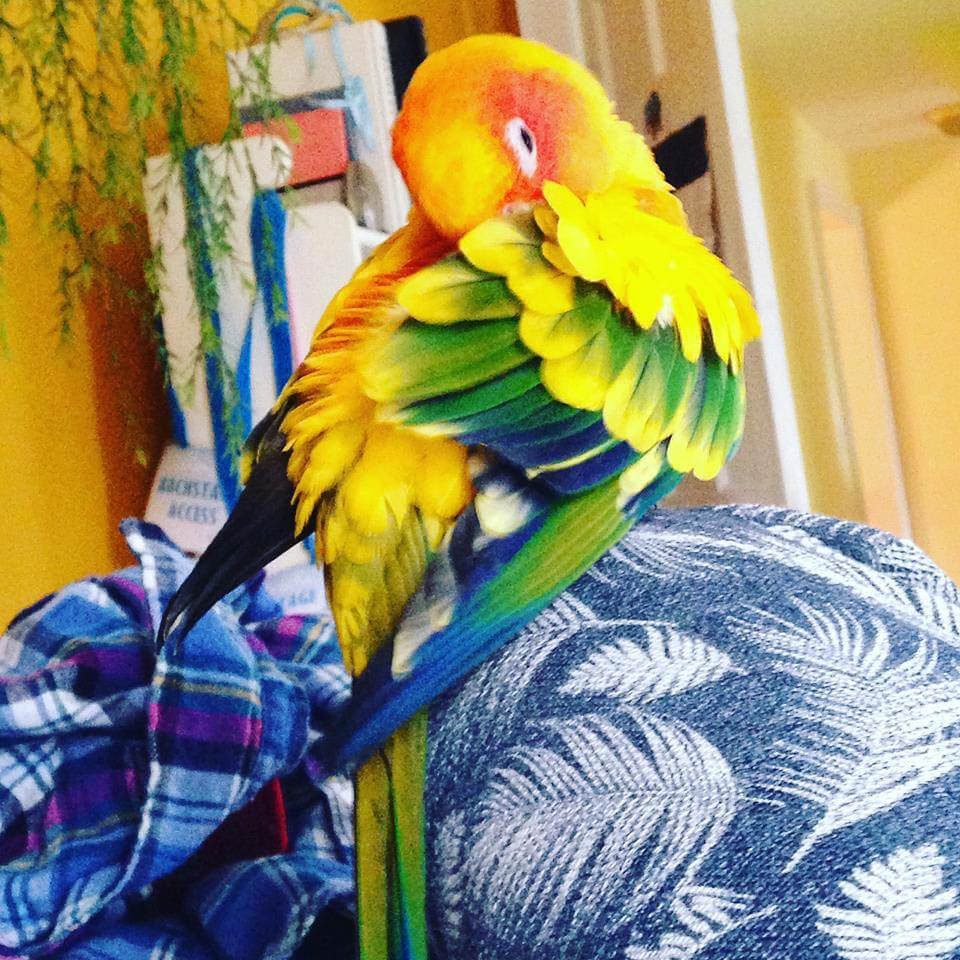 Quetzal, 2017 contest entry