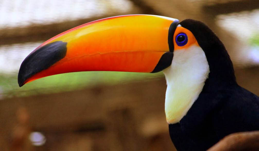 Toucan