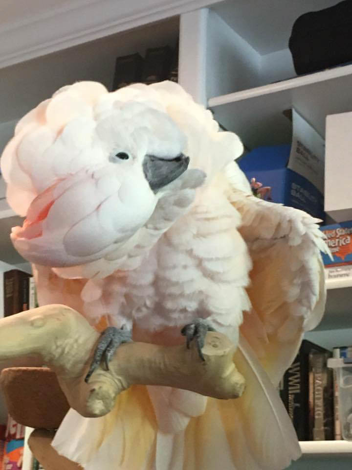 Moby, 2017 contest entry