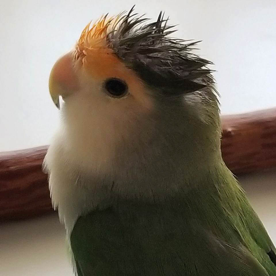 Gizmo, 2017 contest entry