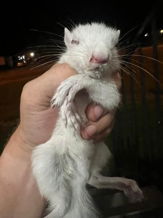 Albino squirrel being held and fed, September 7, 2024